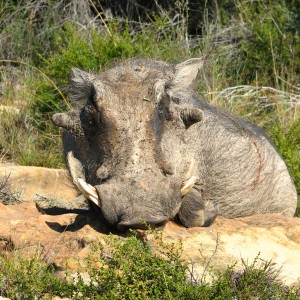 Warthog