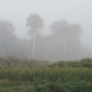 Zambezi Delta Fog