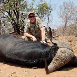 Cape Buffalo