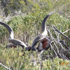 Kudu