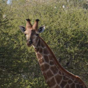 Giraffe