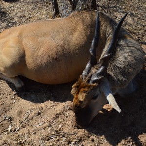 Eland