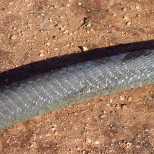 Black Mamba Namibia