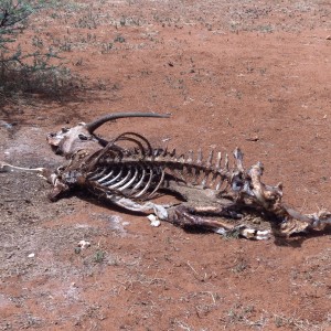 Oryx Carcass Namibia