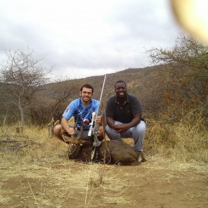 16.5'' Bushbuck