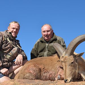 Barbary Sheep KMG Hunting Safaris