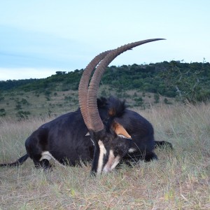 Sable KMG Hunting Safaris