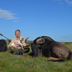 Blue Wildebeest KMG Hunting Safaris