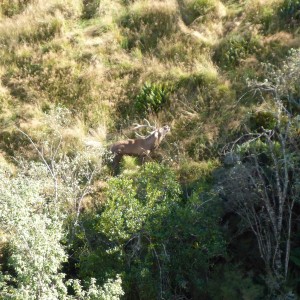 New Zealand Red Stag Hunting