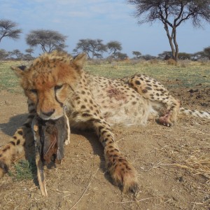 Hunting Cheetah at Ozondjahe Hunting Safaris in Namibia