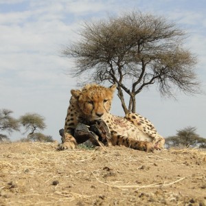 Hunting Cheetah at Ozondjahe Hunting Safaris in Namibia