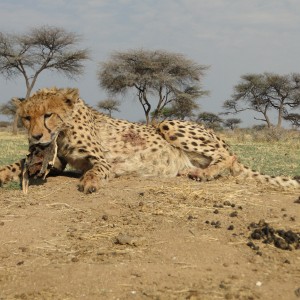 Hunting Cheetah at Ozondjahe Hunting Safaris in Namibia