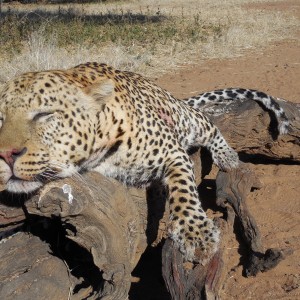 Hunting Leopard Ozondjahe Hunting Safaris in Namibia