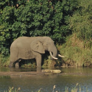 Elephant Vovodo River CAR
