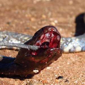 Zebra Spitting Cobra aka Zebra Snake