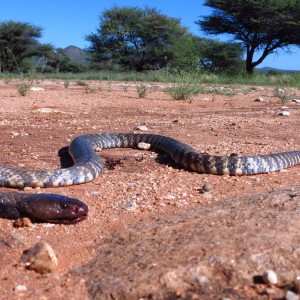 Zebra Spitting Cobra aka Zebra Snake