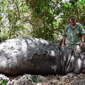 Selous Hippo 2014
