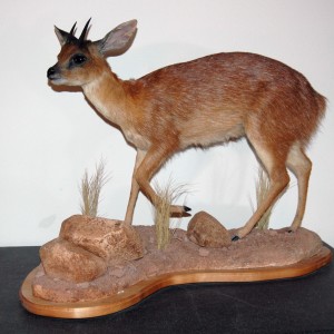 My Taxidermy