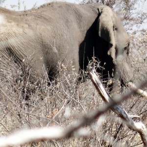 Elephant Namibia, July 2014