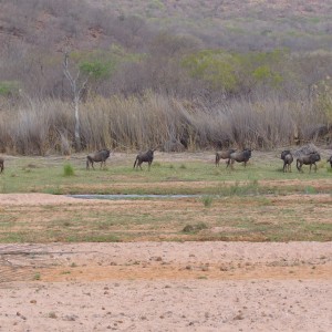 Arc Africa Hunting Safaris - Waterberg Concession