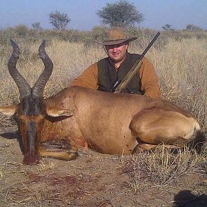 Red Hartebeest