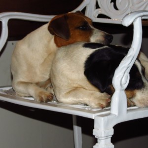 Jack Russel Spike and Blacky