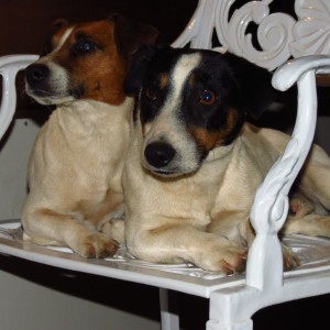 Jack Russel Spike and Blacky
