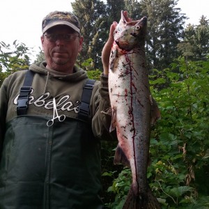 Alaskan pink salmon