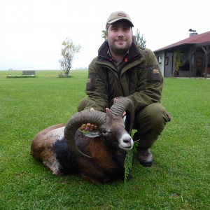 Mouflon ram taken in Czech Republic