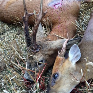 Roe buck and muntjac buck