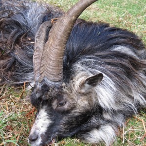 Wild Scottish Goat