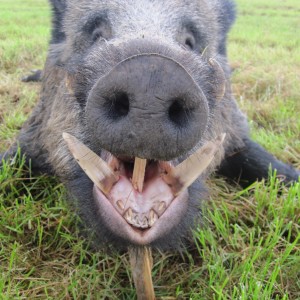 CIC Bronze medal wild boar shot in Germany