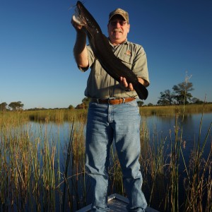 Okavango Catfish