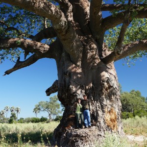 Okavango Baobob