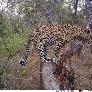 Leopard on bait Tanzania