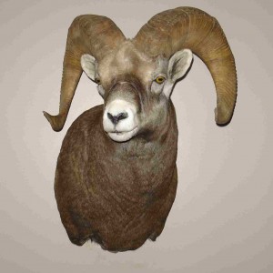 Bighorn Sheep