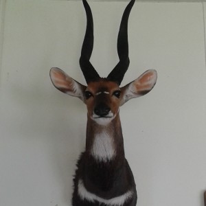 my 18'' bushbuck trophy