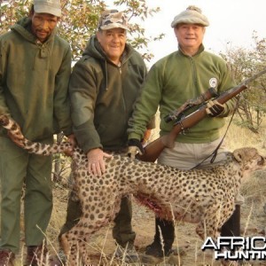 Cheetah hunted at Westfalen Hunting Safaris Namibia