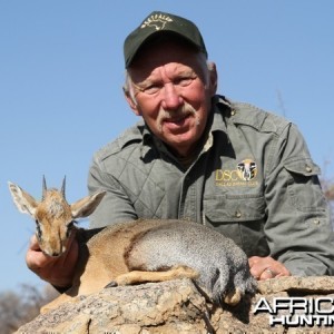 Damara Dik-Dik hunted at Westfalen Hunting Safaris Namibia