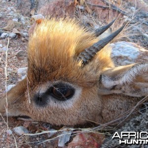 Damara Dik-Dik hunted at Westfalen Hunting Safaris Namibia