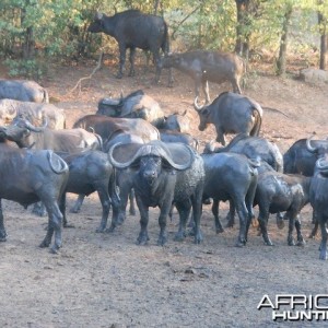 Quality breeder Bull