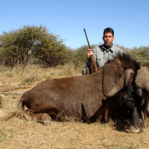 Black Wildebeest hunted with Ozondjahe Hunting Safaris in Namibia