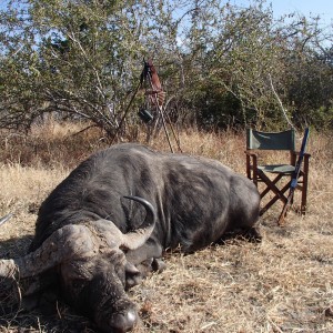 Buffalo - Bullet Safaris