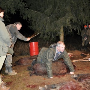 Driven boar hunt Hungary January 2015