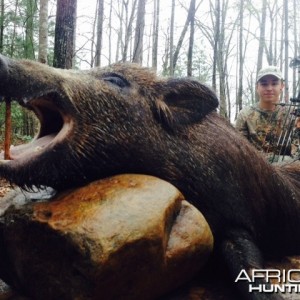 russian boar