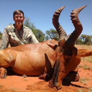 Red hartebeest Hartzview