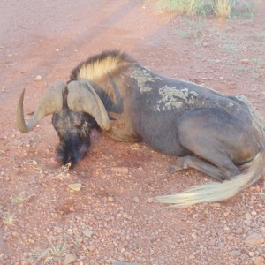 black wildebeest Hartzview