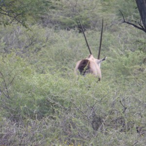 Gemsbok