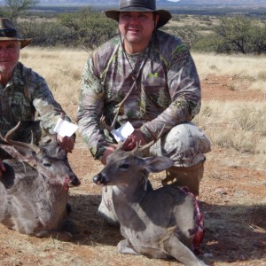 Arizona Coues Deer