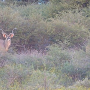 Young Kudu bull with a lady